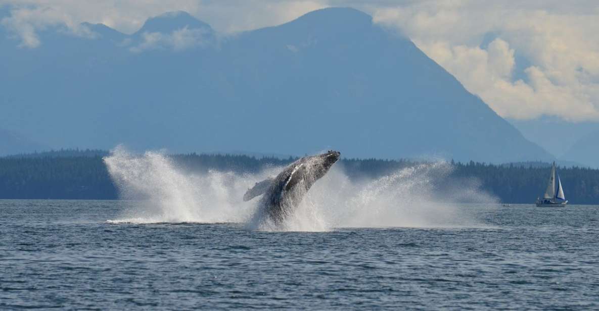 Campbell River: 6-Hour Whale Watching Boat Tour - Boat and Amenities