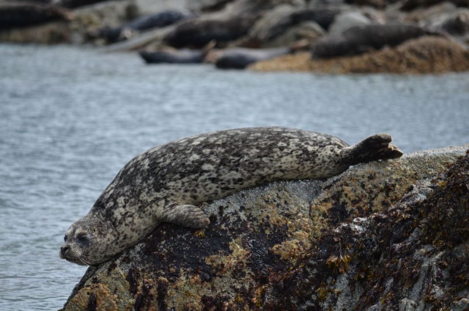 Campbell River: 6-Hour Whale Watching Boat Tour - Booking and Cancellation