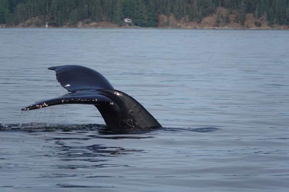 Campbell River: 6-Hour Whale Watching Boat Tour - Frequently Asked Questions