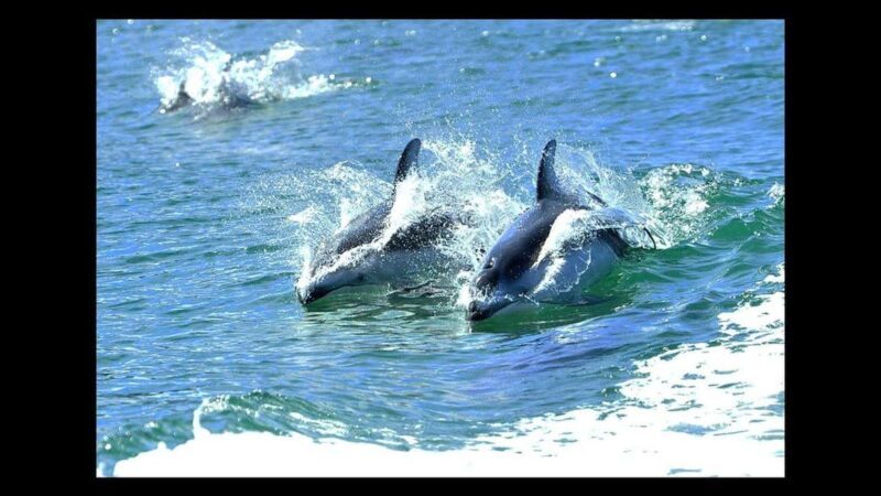 Campbell River: 7-Hour Big Animal Encounter Boat Tour - Key Points