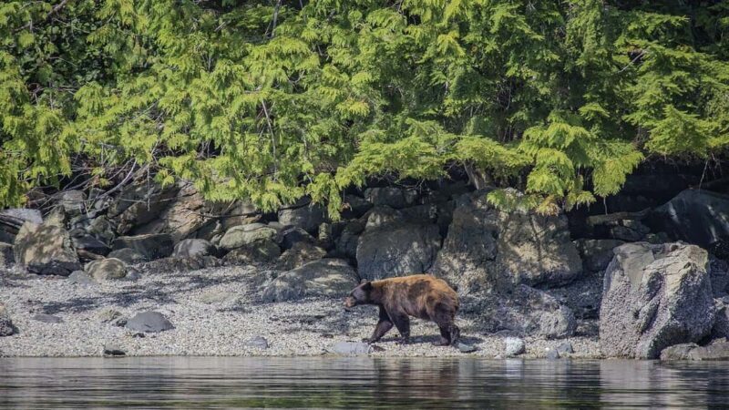 Campbell River: 7-Hour Big Animal Encounter Boat Tour - Who Would Love This Tour?