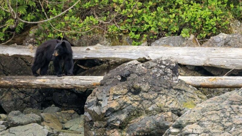 Campbell River: 7-Hour Big Animal Encounter Boat Tour - Frequently Asked Questions
