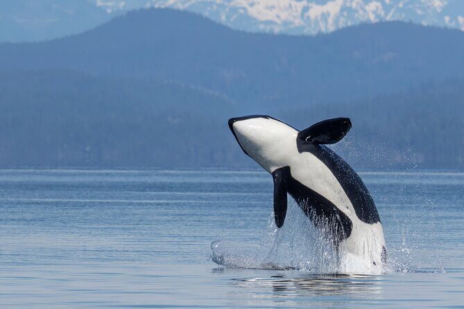 Campbell River, BC: 4 Hour Wildlife Tour Featuring Whale Watching - The Experience: Comfort, Safety, and Educational Value