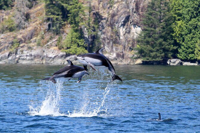 Campbell River, BC: 4 Hour Wildlife Tour Featuring Whale Watching - Who Should Book This Tour?