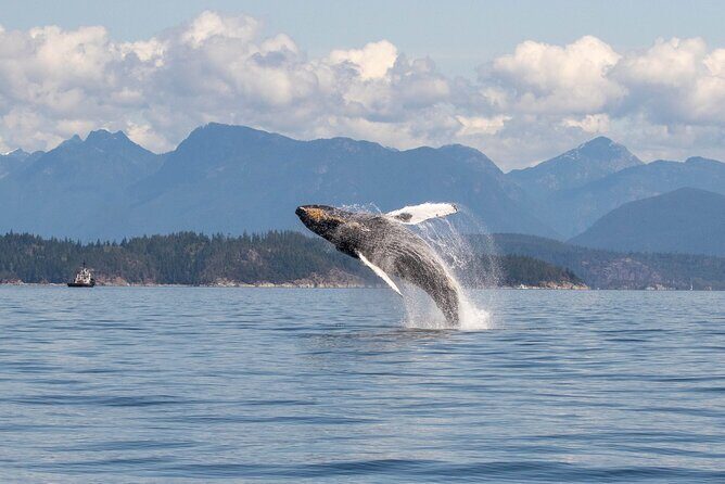Campbell River, BC: 4 Hour Wildlife Tour Featuring Whale Watching - The Sum Up: Is This Tour Worth It?