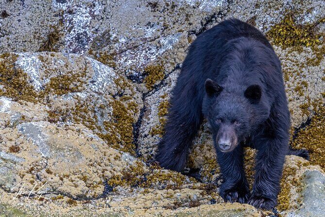 Campbell River, BC: 4 Hour Wildlife Tour Featuring Whale Watching - FAQ