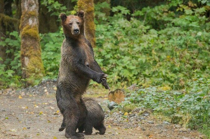 Campbell River, BC: Full Day Grizzly Bear Tour in Toba Inlet - Final Thoughts