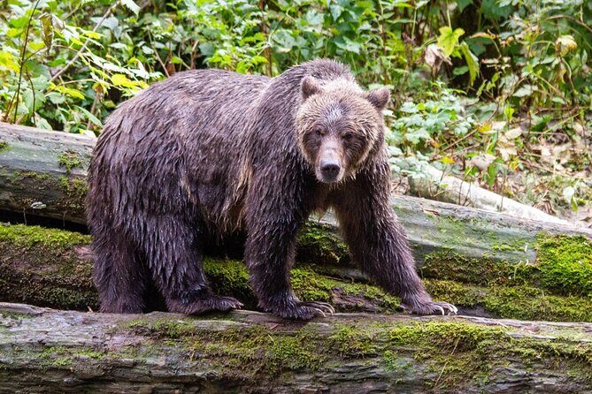 Campbell River, BC: Full Day Grizzly Bear Tour in Toba Inlet - FAQ