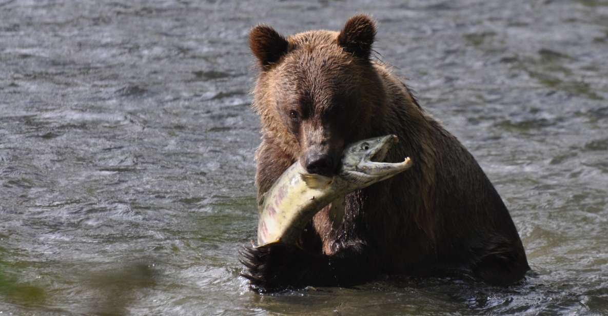 Campbell River: Bute Inlet Grizzly-Watching Tour & Boat Ride - Key Points