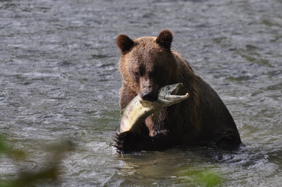 Campbell River: Bute Inlet Grizzly-Watching Tour & Boat Ride - Highlights of the Tour