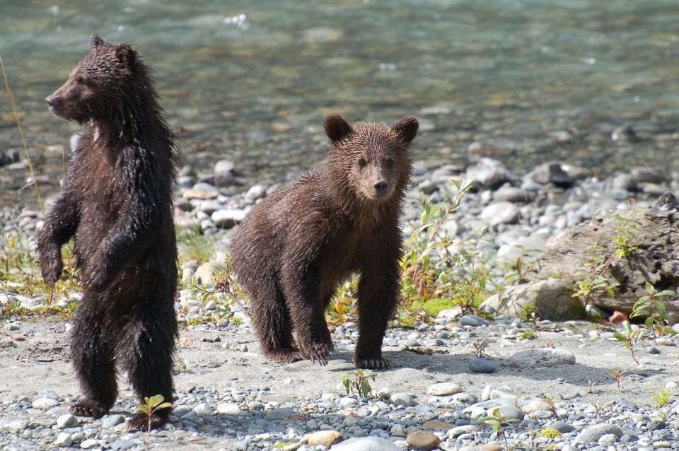 Campbell River: Bute Inlet Grizzly-Watching Tour & Boat Ride - Important Information for Participants