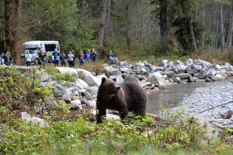 Campbell River: Deluxe Grizzlies & Indigenous Culture tour - Key Points