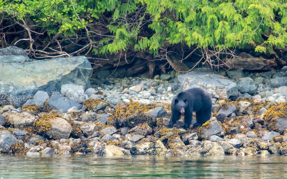 Campbell River: Discovery Passage Wildlife Zodiac Boat Tour - Key Points