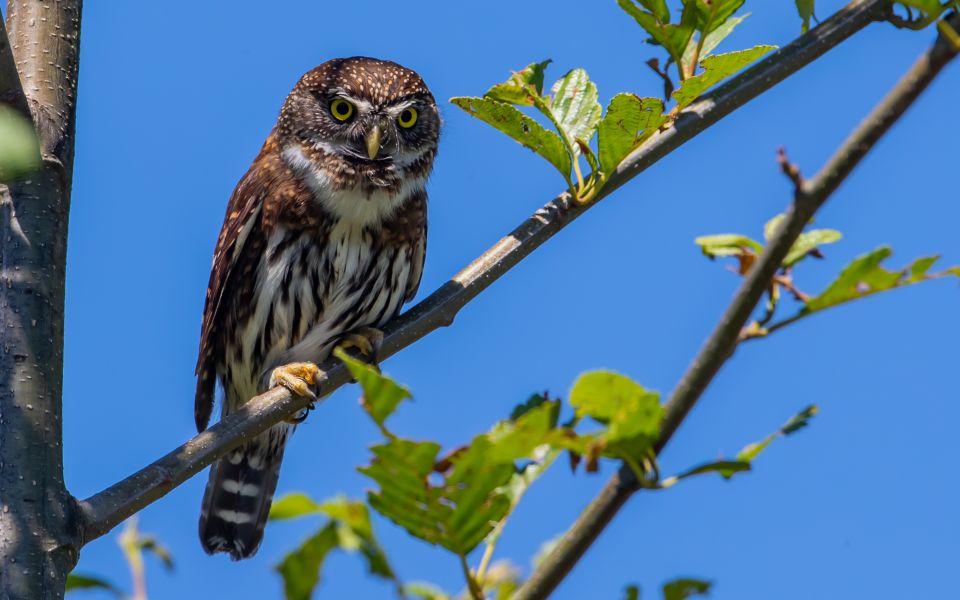 Campbell River: Discovery Passage Wildlife Zodiac Boat Tour - Wildlife Viewing