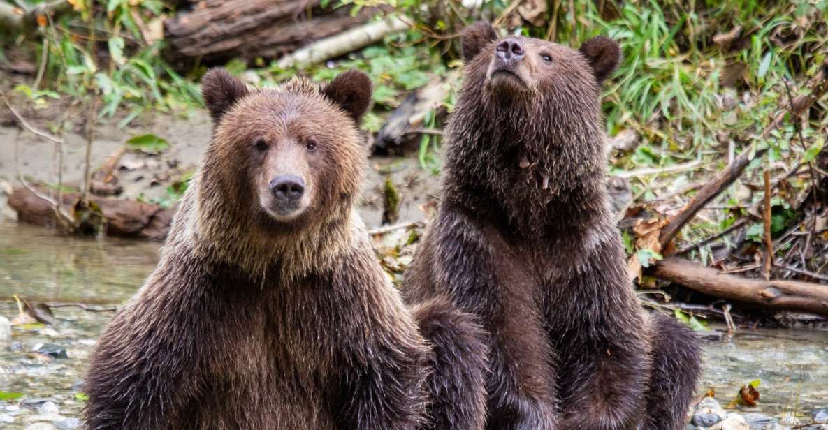 Campbell River: Full-Day Grizzly Bear Tour - Key Points