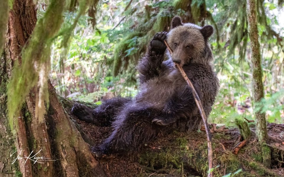 Campbell River: Full-Day Grizzly Bear Tour - Tour Highlights