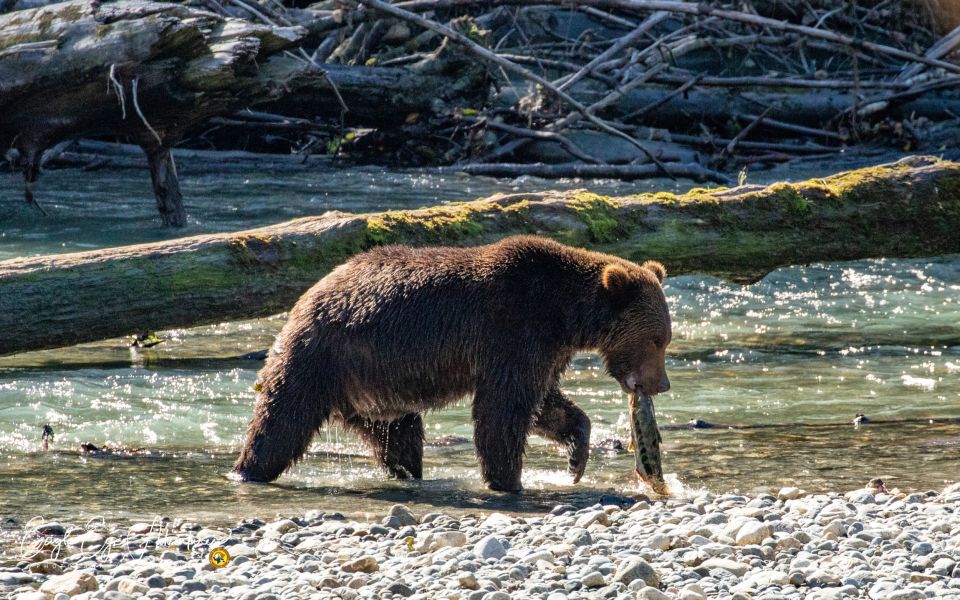 Campbell River: Full-Day Grizzly Bear Tour - Inclusions