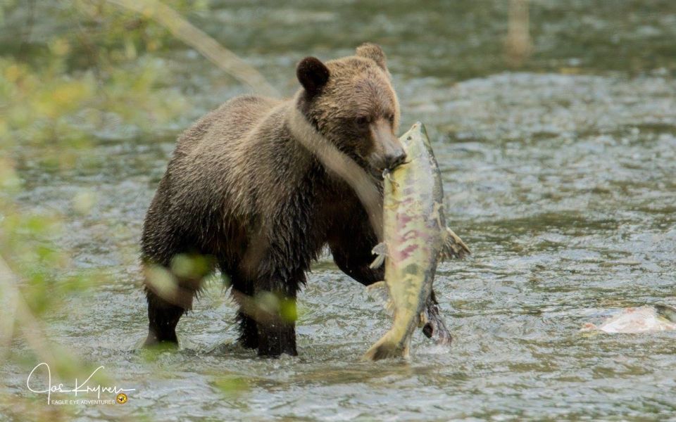 Campbell River: Full-Day Grizzly Bear Tour - Booking and Cancellation Policy