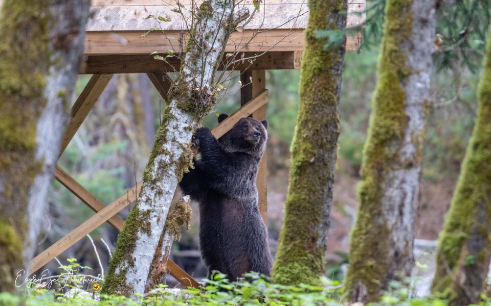 Campbell River: Full-Day Grizzly Bear Tour - Frequently Asked Questions