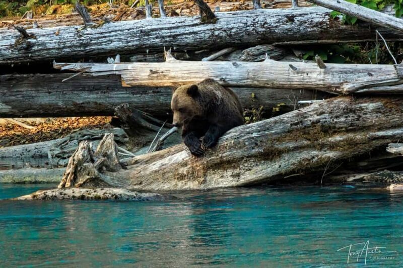 Campbell River: Grizzly Bear Expedition with Lunch - Why This Tour Offers Great Value