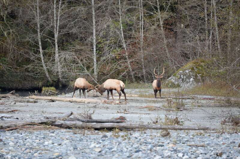 Campbell River: Grizzly Bear-Watching Tour with Lunch - The Scenic Journey and Support for Conservation