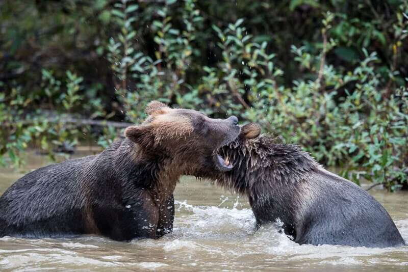 Campbell River: Grizzly Bear-Watching Tour with Lunch - Practical Details
