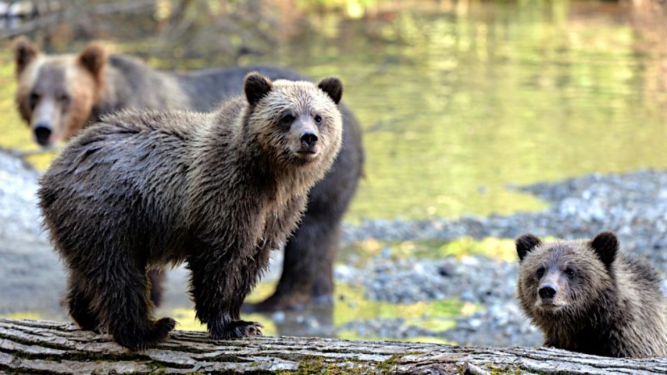 Campbell River: Grizzly Bear-Watching Tour With Lunch - Grizzly Bear Viewing Season
