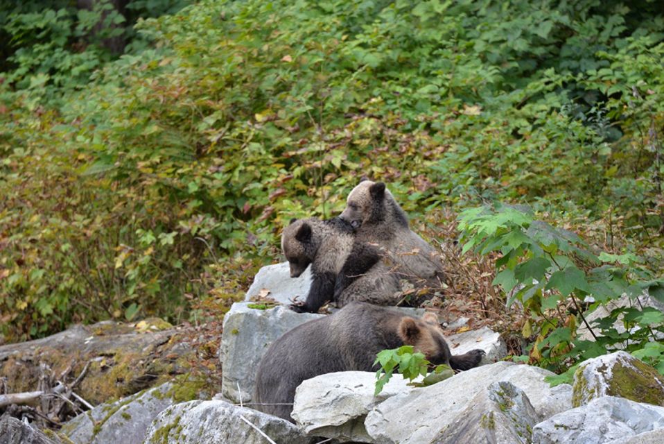 Campbell River: Grizzly Bear-Watching Tour With Lunch - Whats Included in the Tour
