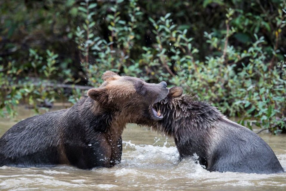 Campbell River: Grizzly Bear-Watching Tour With Lunch - Meeting Point and Parking