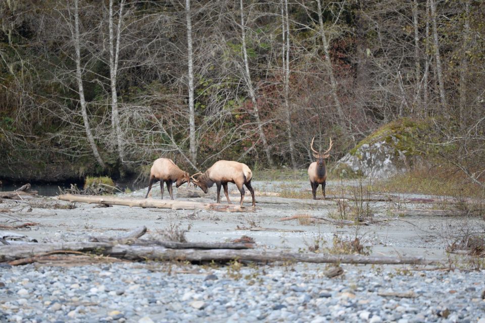 Campbell River: Grizzly Bear-Watching Tour With Lunch - Frequently Asked Questions