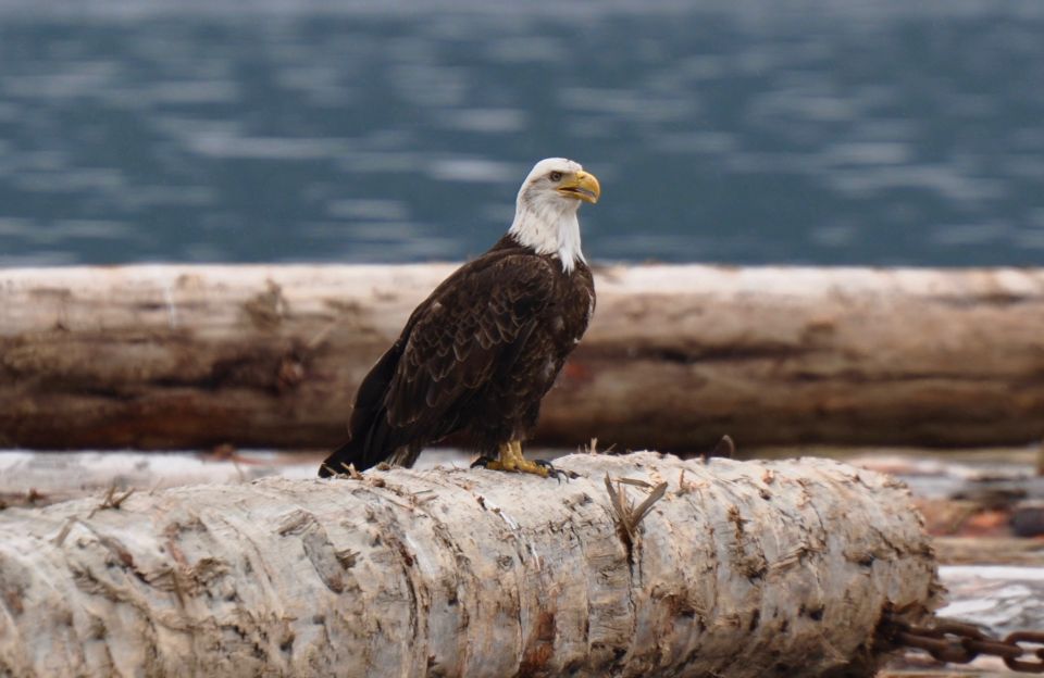 Campbell River: Kayaking and Whale Watching Tour - Key Points