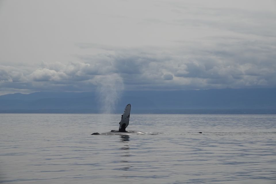 Campbell River: Kayaking and Whale Watching Tour - Inclusions