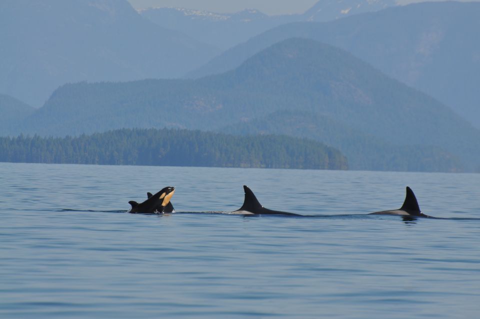 Campbell River: Kayaking and Whale Watching Tour - Tour Operation