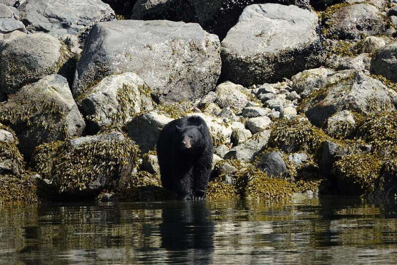 Campbell River: Spring Bear Watching & Waterfalls Boat Tour - Key Points