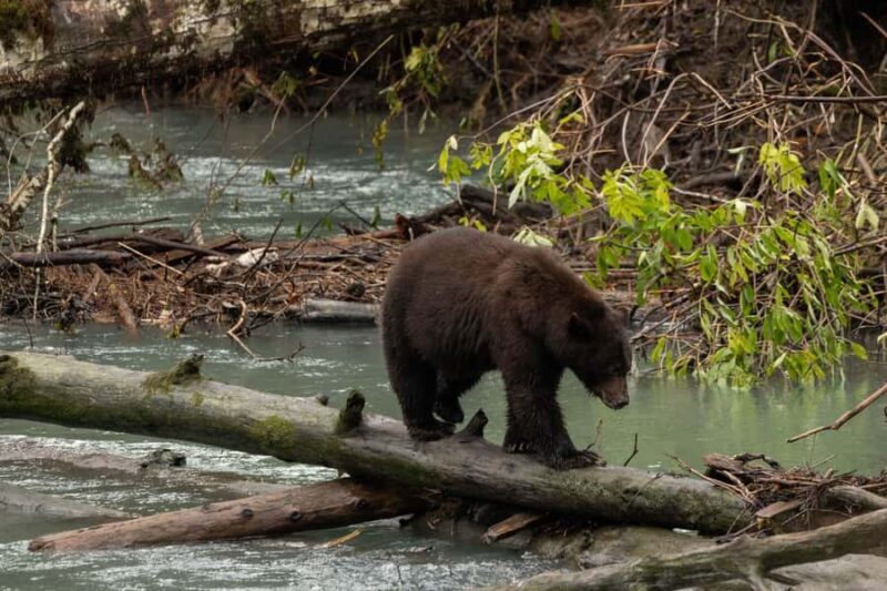 Campbell River: Toba Bears and Wilderness Grizzly Bear Tour - An In-Depth Look at the Experience