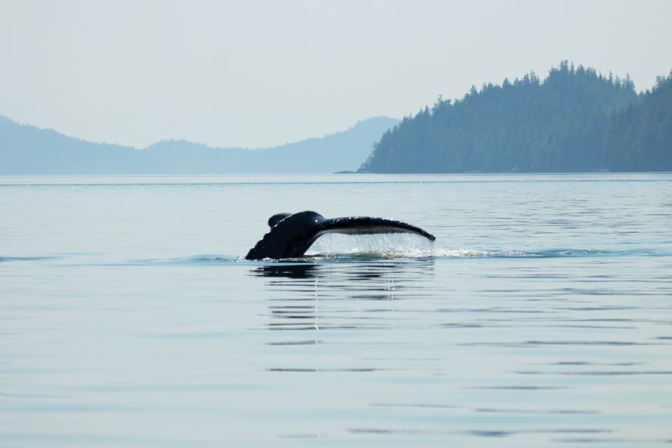 Campbell River: Waterfall and Wildlife Guided Boat Tour - Key Points