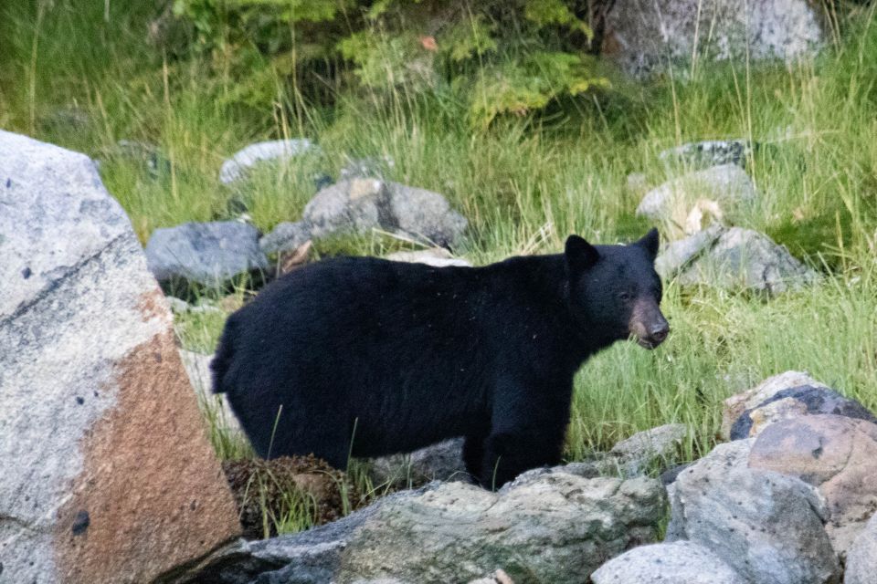 Campbell River: Waterfall and Wildlife Guided Boat Tour - Attire and Photography