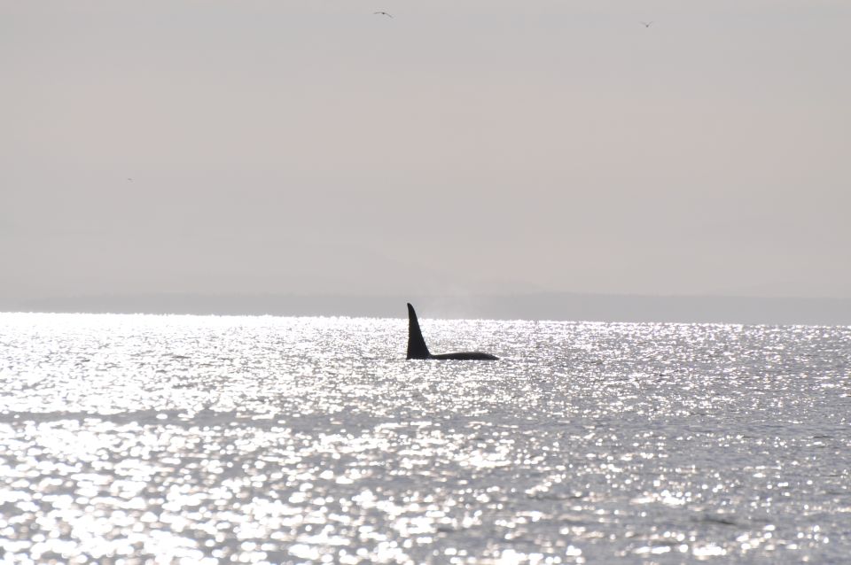 Campbell River: Whale Watching and Wildlife Viewing Day Tour - Vessel Options