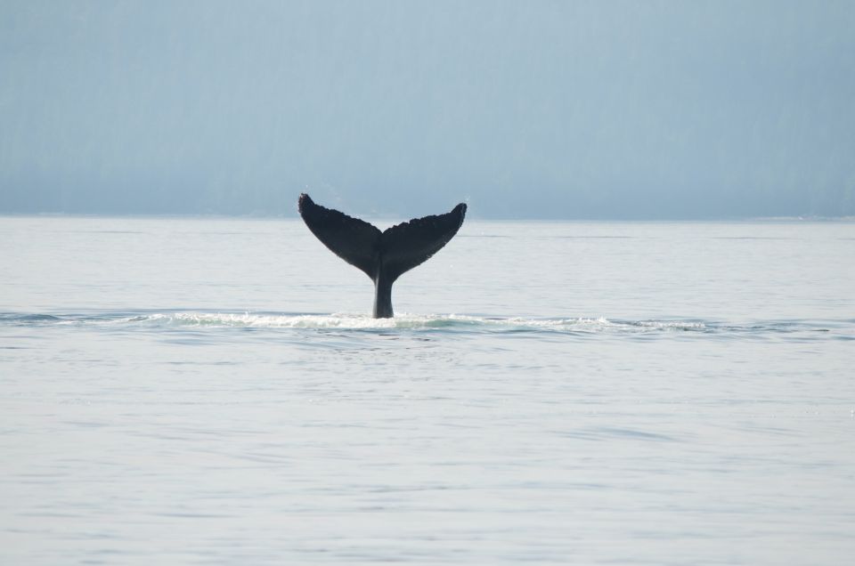 Campbell River: Whale Watching and Wildlife Viewing Day Tour - Tour Duration