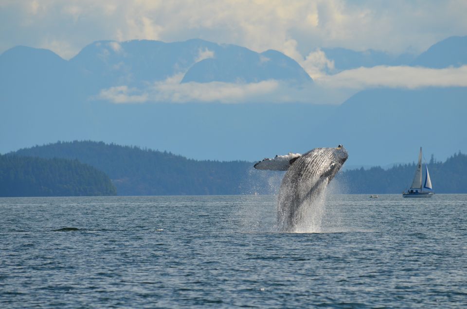 Campbell River: Whale Watching and Wildlife Viewing Day Tour - Frequently Asked Questions