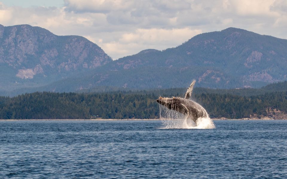 Campbell River: Whale Watching Covered Boat Tour With Lunch - Local Wildlife and History