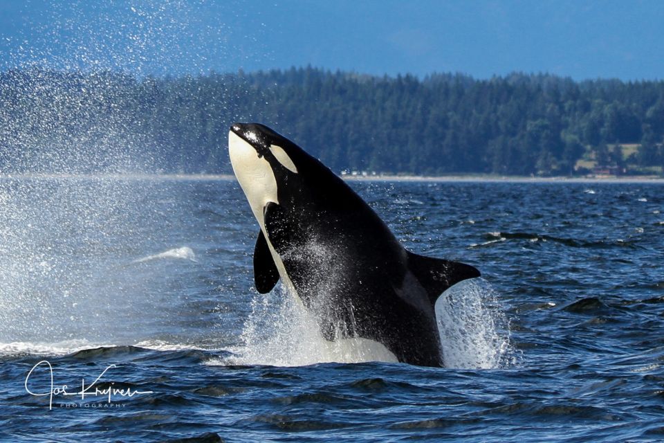 Campbell River: Whale Watching Covered Boat Tour With Lunch - Frequently Asked Questions