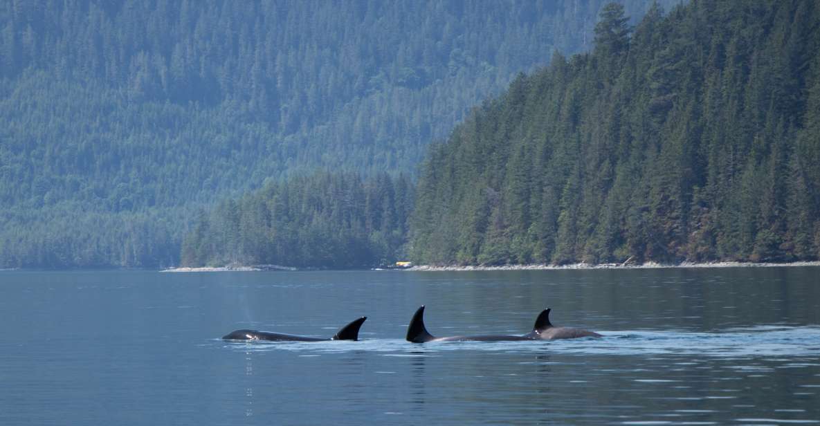 Campbell River: Whale Watching Cruise With Lunch - Included in the Cruise