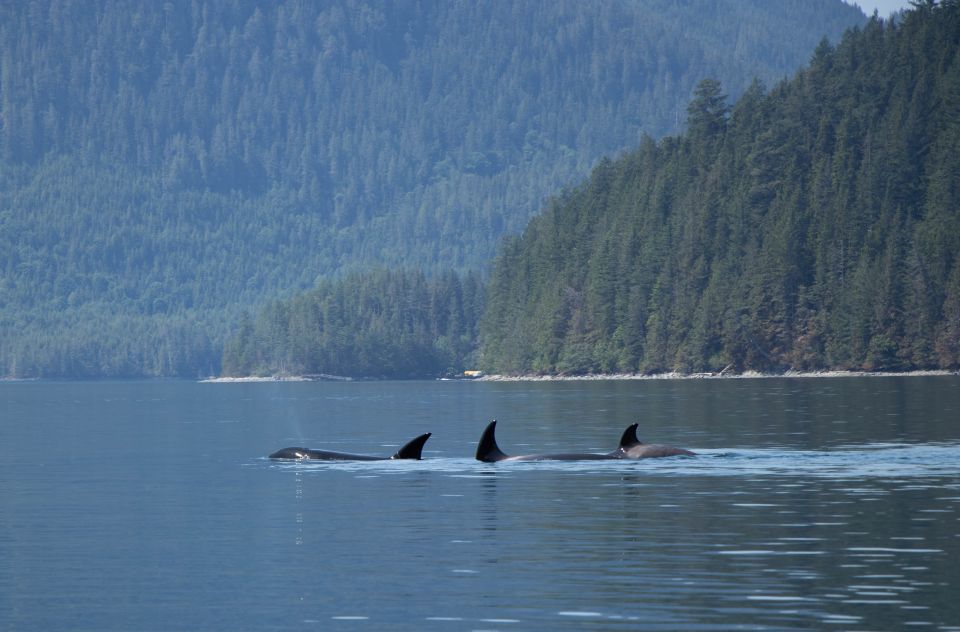 Campbell River: Whale Watching Cruise With Lunch - Highlights of the Tour