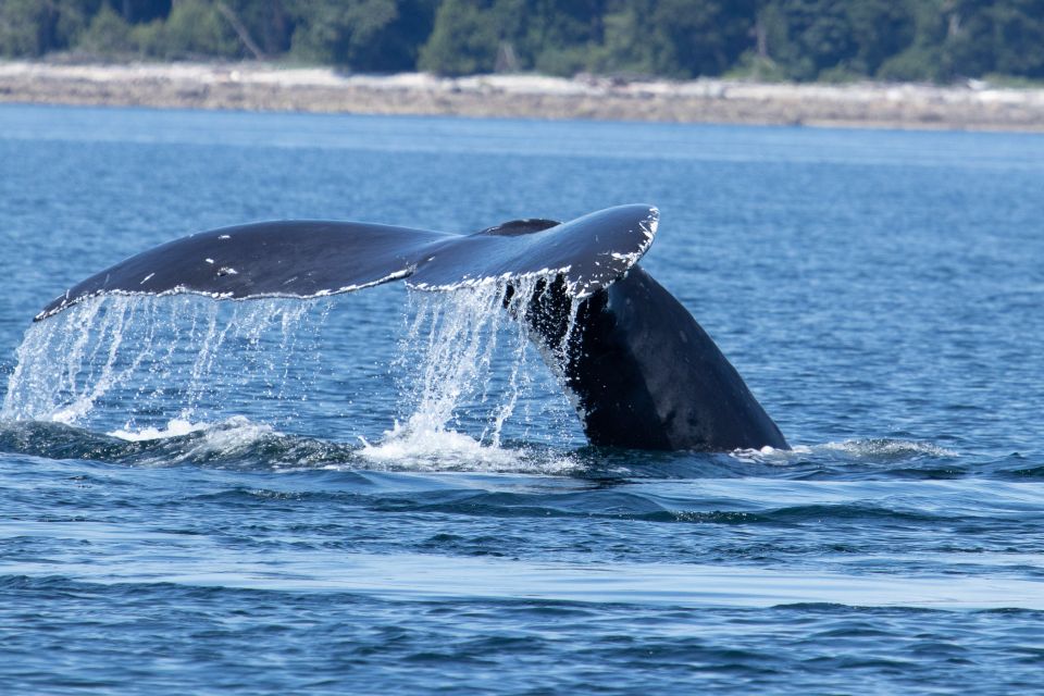 Campbell River: Whale Watching Cruise With Lunch - Restrictions and Safety Concerns