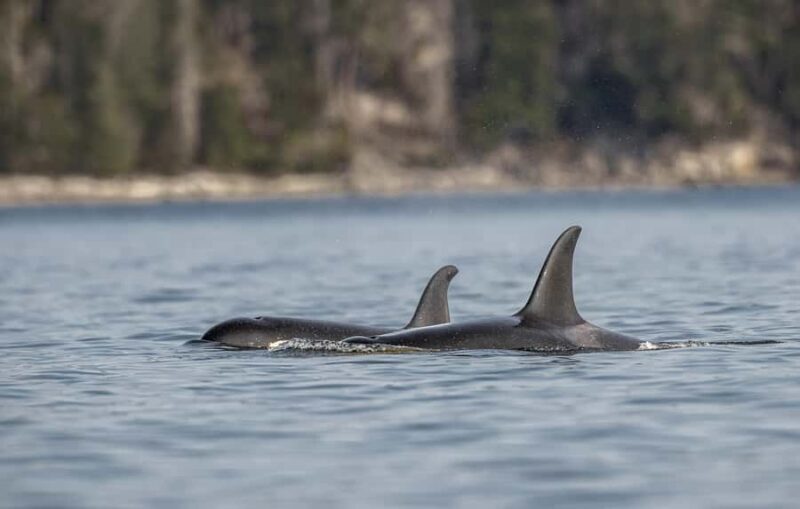 Campbell River - Whale watching: Family & budget-friendly - Key Points