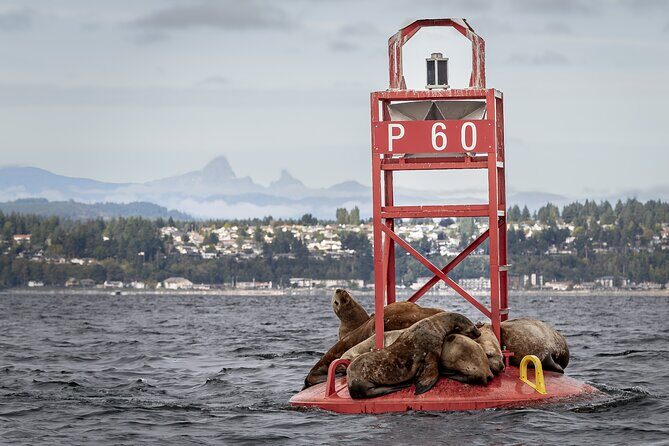 Campbell River - Whale Watching: Private & budget-friendly - FAQ