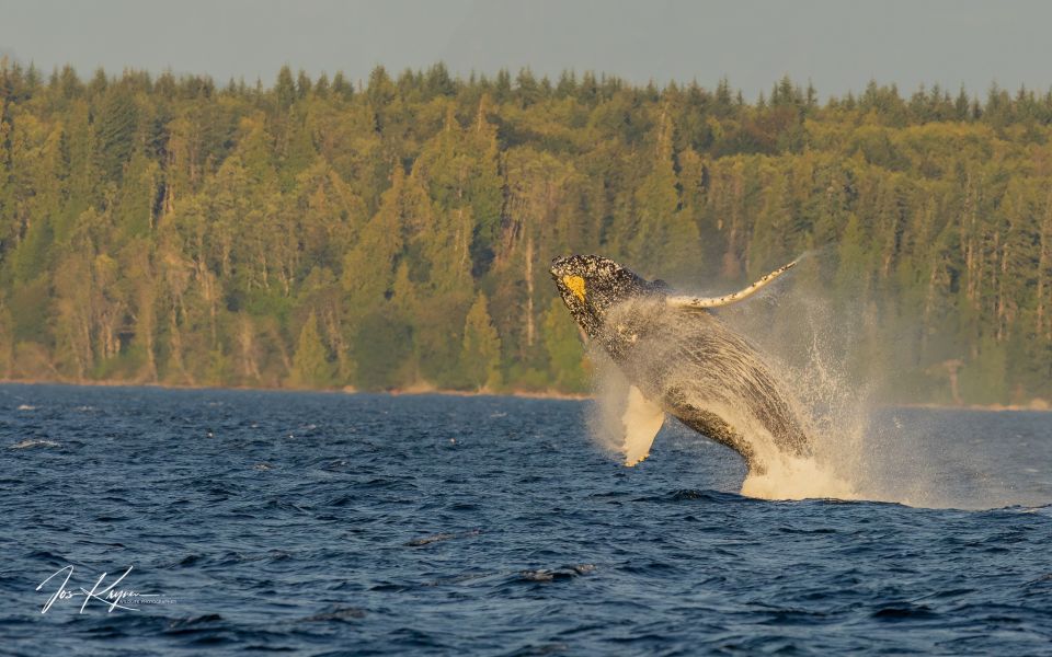 Campbell River: Whale Watching Zodiac Boat Tour With Lunch - Highlights of the Tour