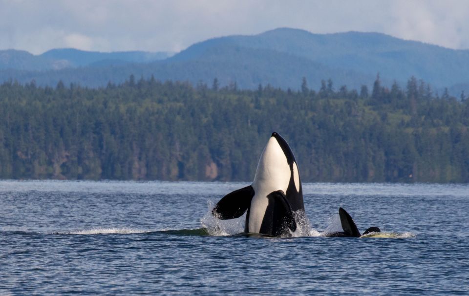 Campbell River: Whale Watching Zodiac Boat Tour With Lunch - Meeting Point and Directions