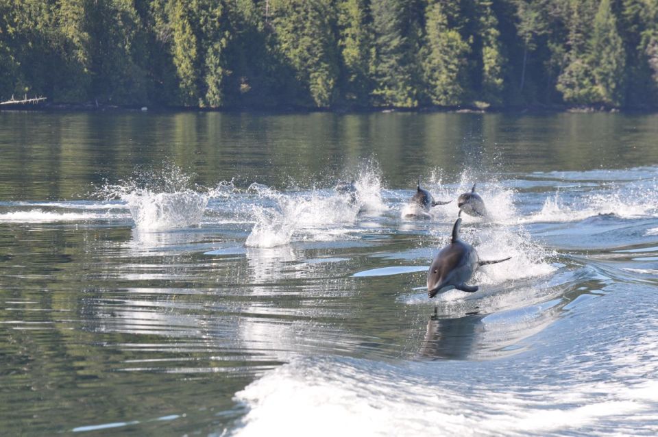 Campbell River: Whale & Wildlife Discovery Cruise - Vessel Options and Experiences